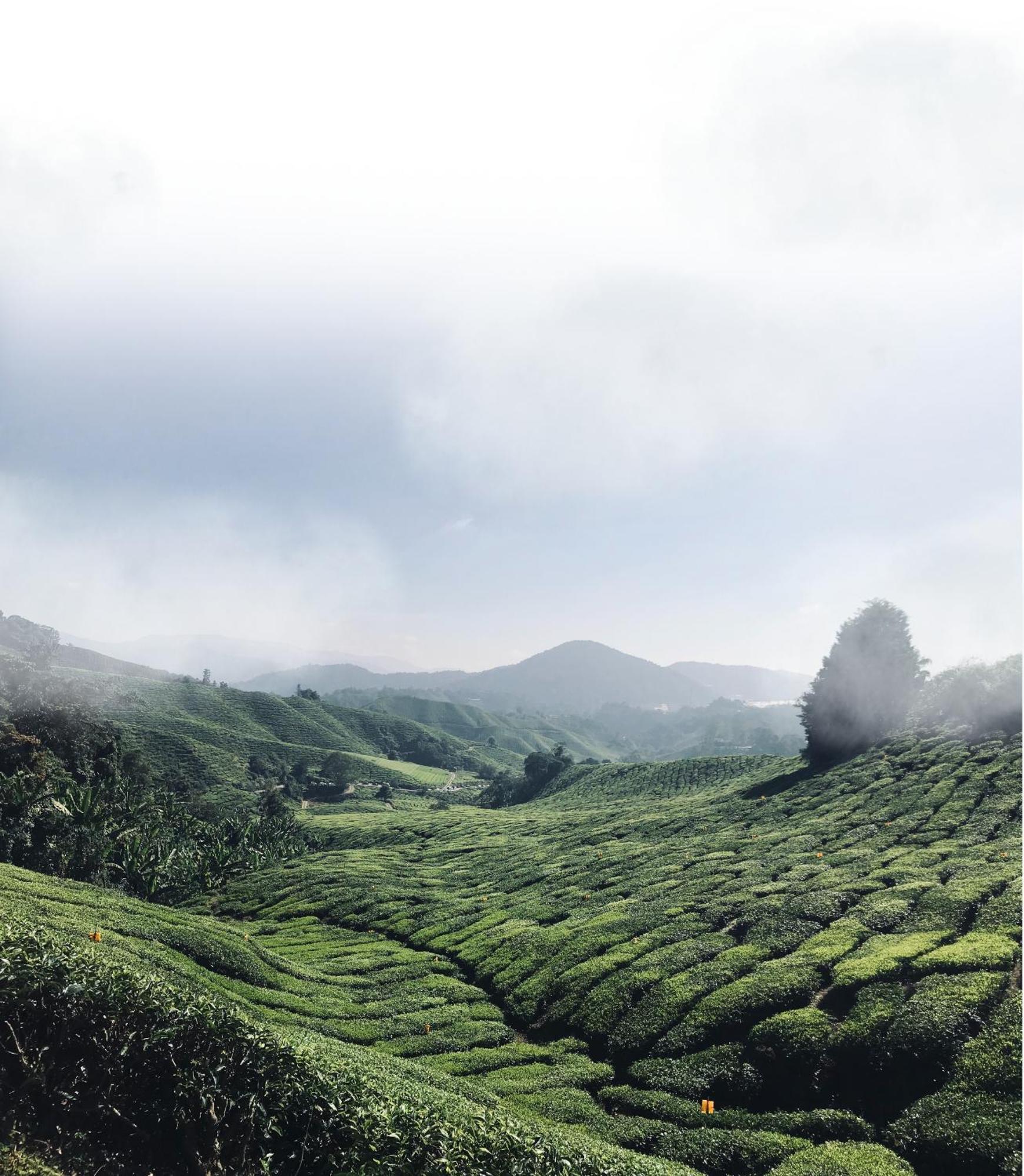 Springhill Resort Cameron Highlands Exteriér fotografie